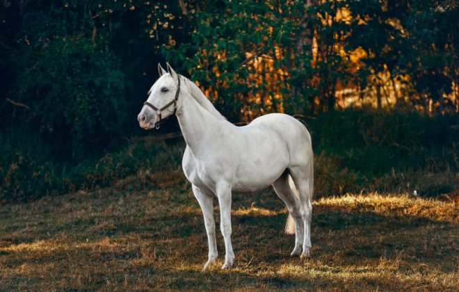 Best books about horses